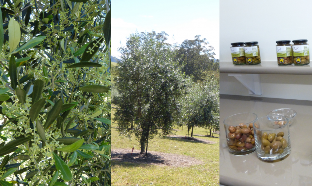 Olive Harvest 2015